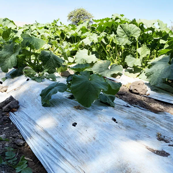 img-producto-mulch-agricola-01