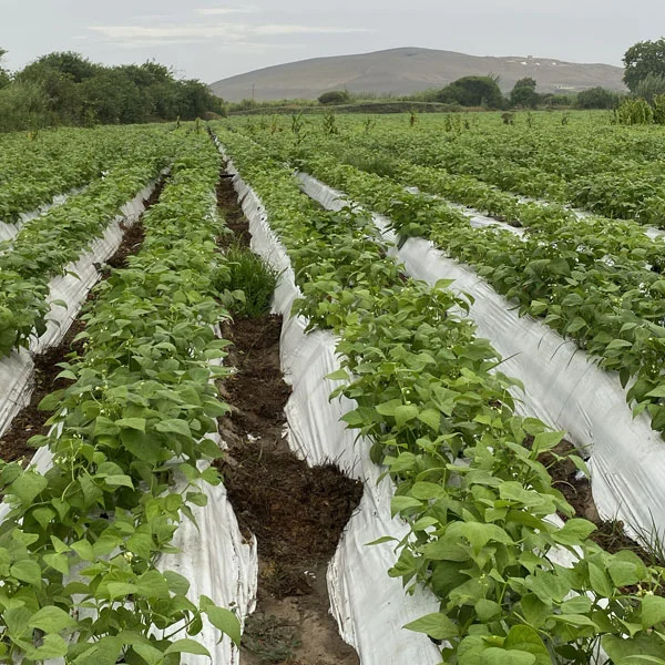 img-producto-mulch-agricola-02