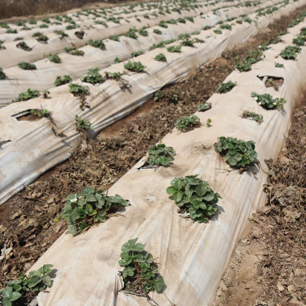 img-producto-mulch-agricola-03