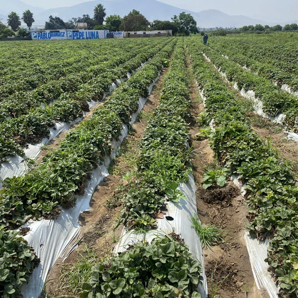 img-producto-mulch-agricola-04